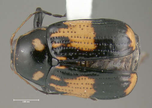 Image of Bassareus mammifer (Newman 1840)