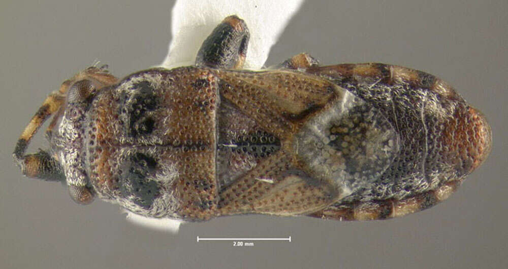 Image of Phlegyas abbreviatus (Uhler & P. R. 1876)