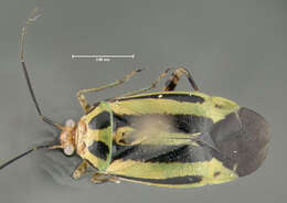 Image of Poecilocapsus