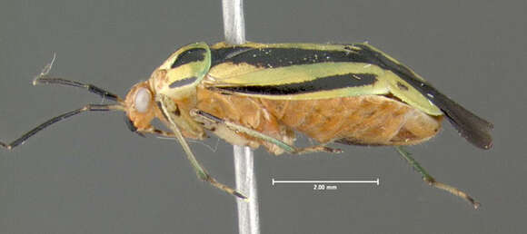 Image of Poecilocapsus