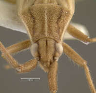 Image of Stenodema trispinosa Reuter 1904