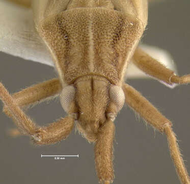 Image of Stenodema trispinosa Reuter 1904