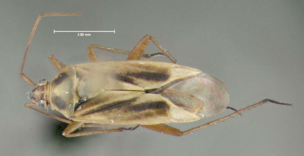 Image of Two-spotted Grass Bug