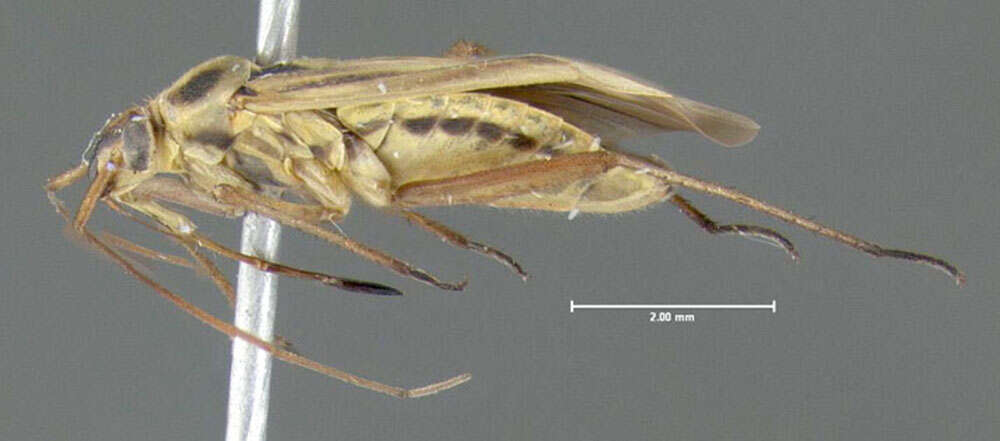 Image of Two-spotted Grass Bug