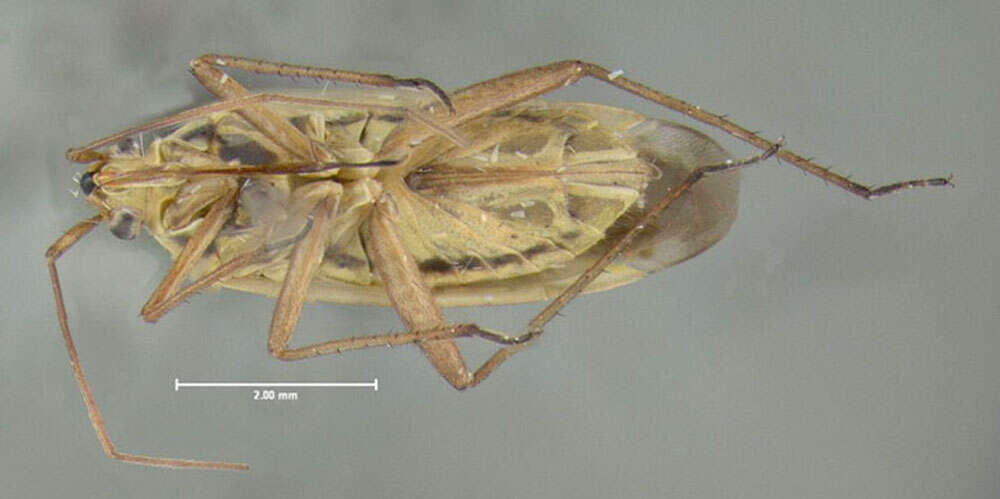 Image of Two-spotted Grass Bug