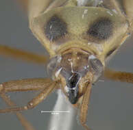 Image of Two-spotted Grass Bug