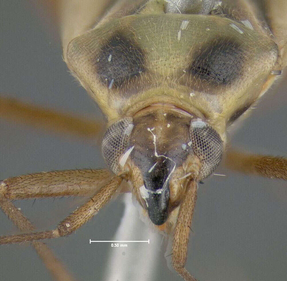 Image of Two-spotted Grass Bug