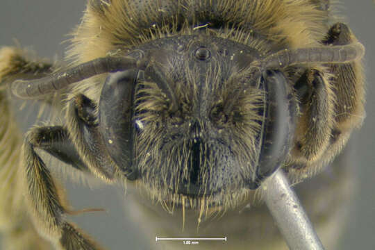 Image of Andrena spiraeana Robertson 1895