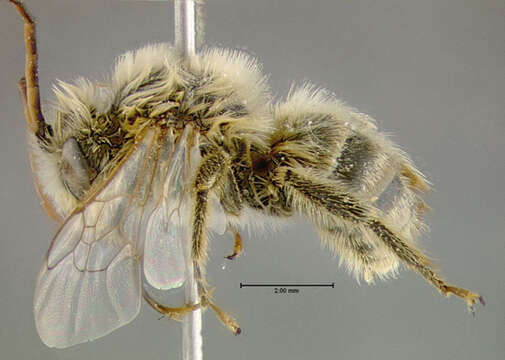 Image of Agile Long-horned Bee