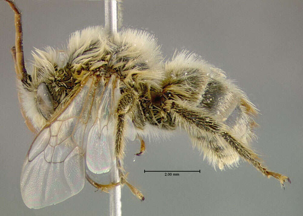 Image of Agile Long-horned Bee