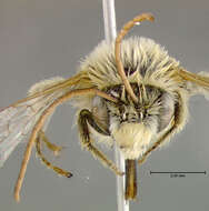 Image of Agile Long-horned Bee