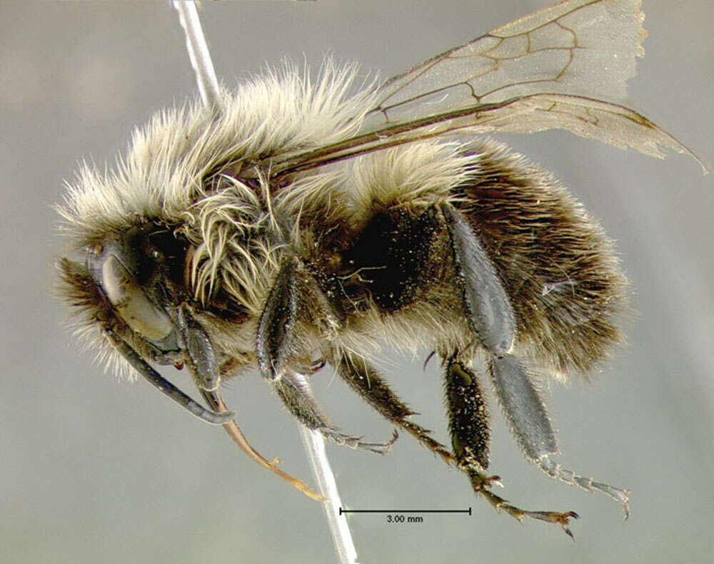 Image of Common Eastern Bumblebee