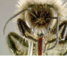 Image of Common Eastern Bumblebee