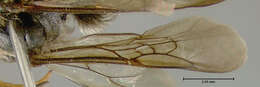 Image of <i>Melissodes bimaculata</i>