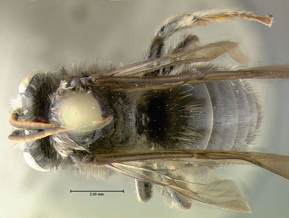 Image of <i>Melissodes bimaculata</i>