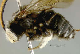 Image of <i>Melissodes bimaculata</i>