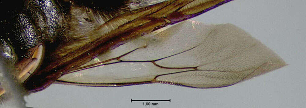 Image of <i>Melissodes bimaculata</i>