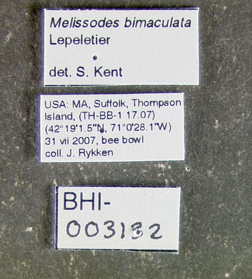 Image of <i>Melissodes bimaculata</i>