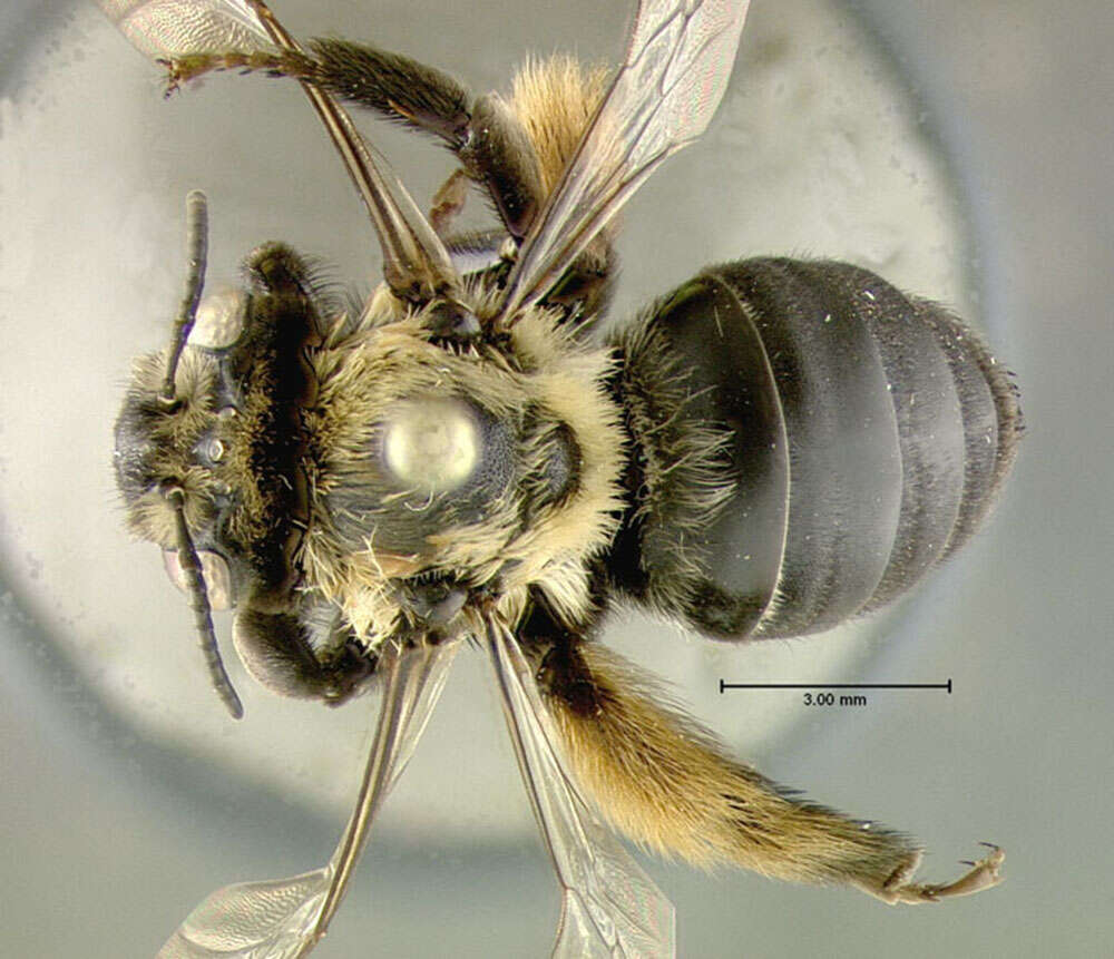 Слика од Anthophoridae