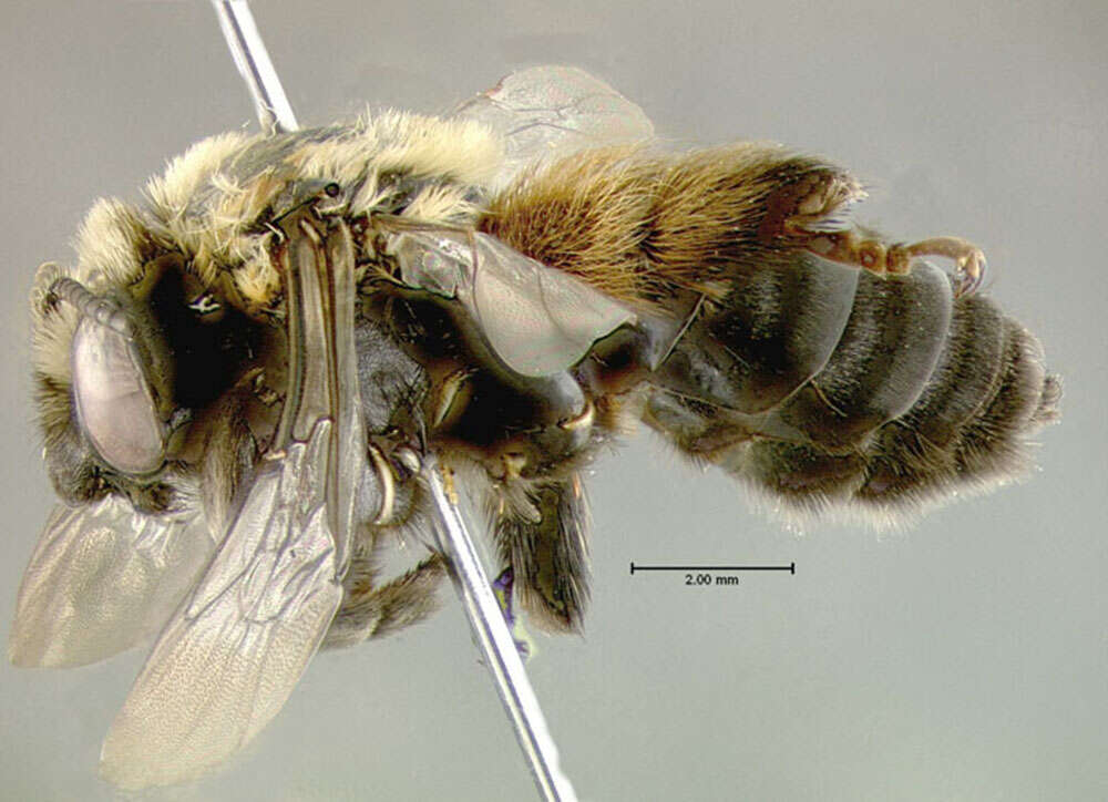 Слика од Anthophoridae