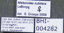 Image of <i>Melissodes subillata</i>