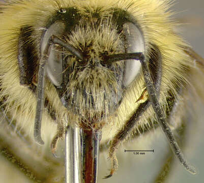 Image of Confusing Bumblebee