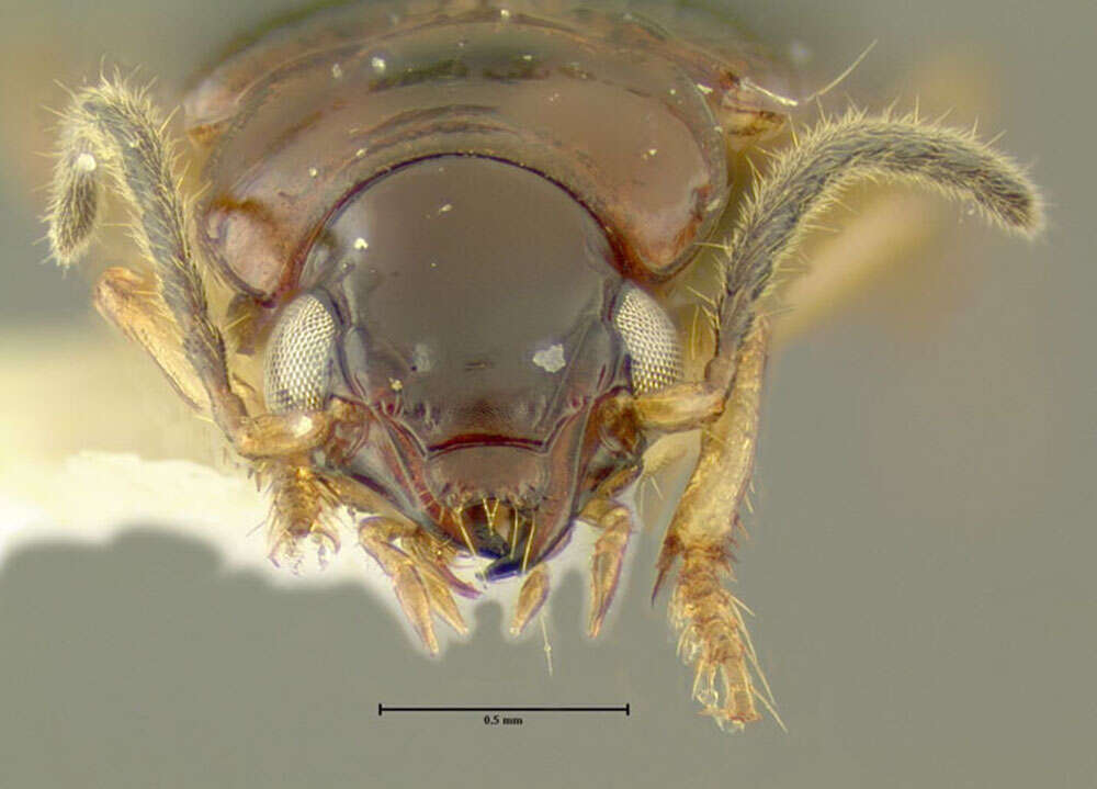 Plancia ëd Bradycellus (Stenocellus) rupestris (Say 1823)