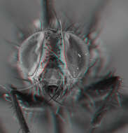 Image of flesh flies
