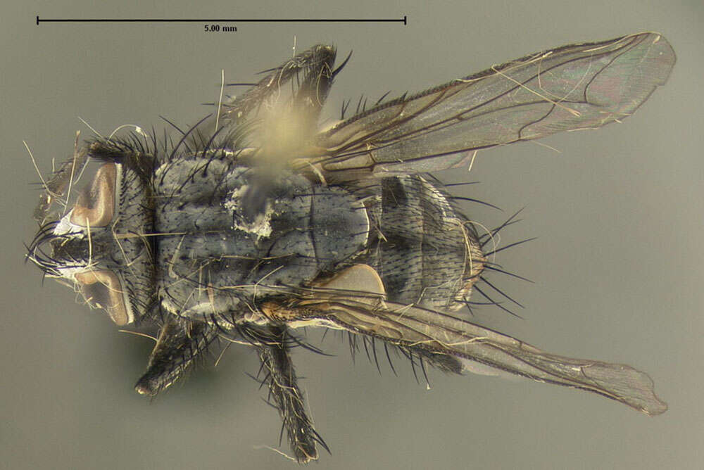 Image of flesh flies