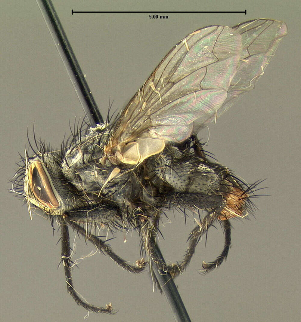 Image of flesh flies