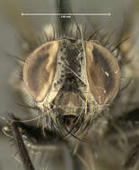 Image of flesh flies