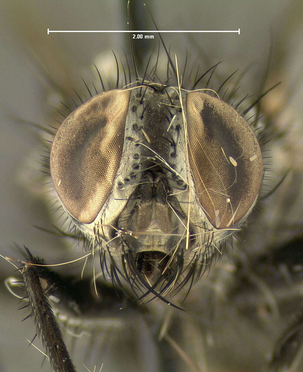 Image of flesh flies