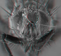 Image of root-maggot flies