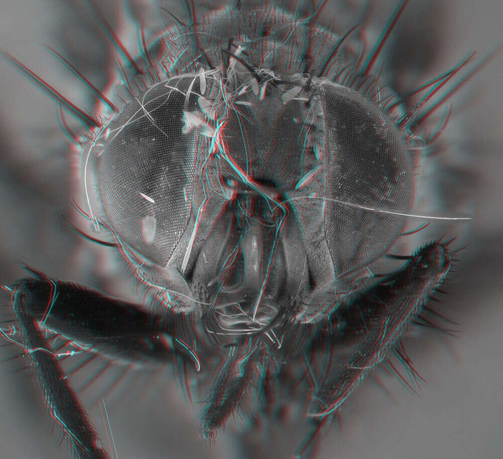 Image of root-maggot flies