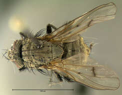 Image of root-maggot flies