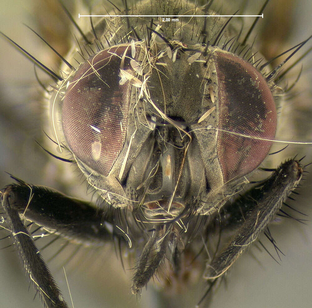 Image of root-maggot flies