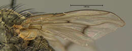 Image of root-maggot flies