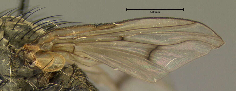 Image of root-maggot flies