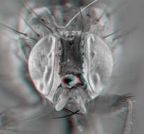 Image of root-maggot flies