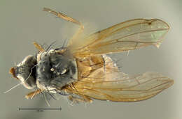 Image of root-maggot flies