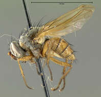 Image of root-maggot flies