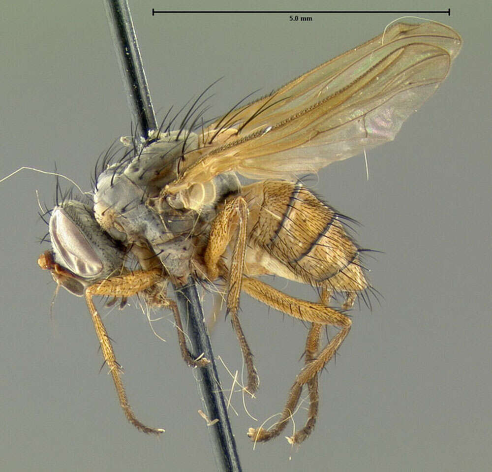 Image of root-maggot flies