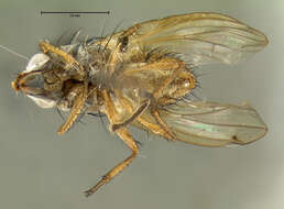 Image of root-maggot flies