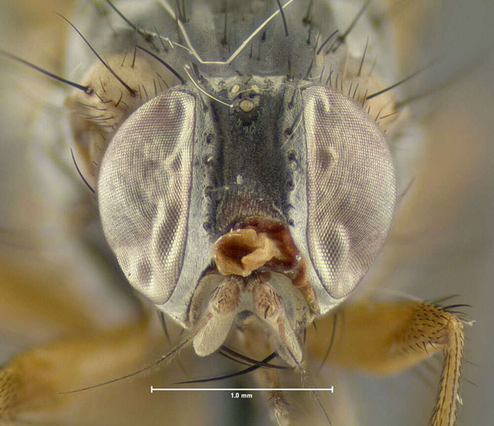 Image of root-maggot flies