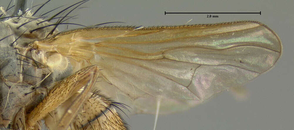 Image of root-maggot flies