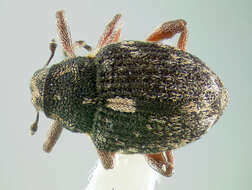 Image of European weevil