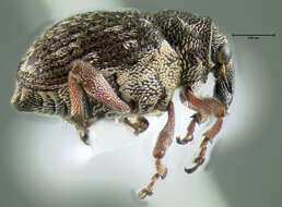 Image of European weevil