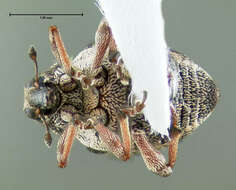 Image of European weevil