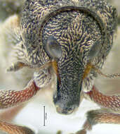 Image of European weevil