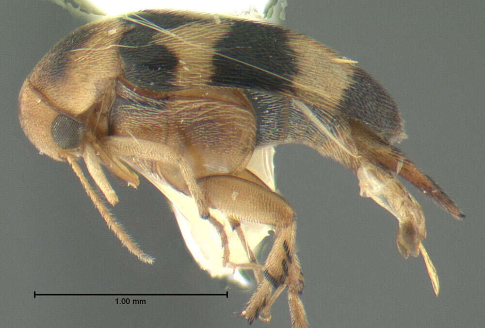 Plancia ëd Mordellistena trifasciata (Say 1826)